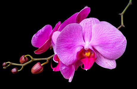 Orchideje fascinují lidstvo od nepaměti, jejich slavnou éru v Čechách poznamenala tragédie Orchidej | na serveru Lidovky.cz | aktuální zprávy