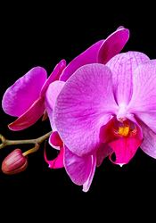 Orchideje fascinují lidstvo od nepaměti, jejich slavnou éru v Čechách poznamenala tragédie Orchidej | na serveru Lidovky.cz | aktuální zprávy