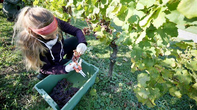 Sběr hroznů | na serveru Lidovky.cz | aktuální zprávy Sběr hroznů | na serveru Lidovky.cz | aktuální zprávy