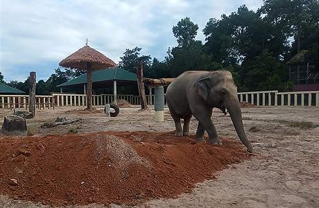 Nejosamělejší slon na světě dorazil do Kambodže, přidá se k stádu | na serveru Lidovky.cz | aktuální zprávy Nejosamělejší slon na světě dorazil do Kambodže, přidá se k stádu | na serveru Lidovky.cz | aktuální zprávy