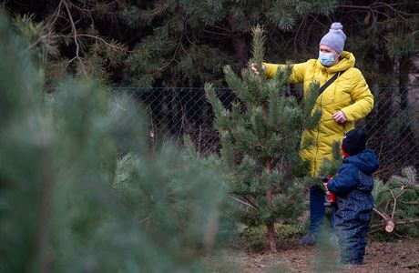 Letos se stromky prodávaly na začátku adventu lépe. | na serveru Lidovky.cz | aktuální zprávy