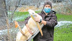 Pražská zoo zatím vyčíslila covidovou ztrátu na 80 milionů. Na snímku je odchyt... Pražská zoo zatím vyčíslila covidovou ztrátu na 80 milionů. Na snímku je odchyt...