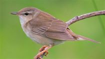 Cvrčilka východní (Locustella ochotensis), hostitel všenky Philopterus... | na serveru Lidovky.cz | aktuální zprávy