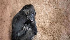 Samice gorily níinné Kamba je v Pavilonu goril nejstarí.