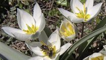 Botanické tulipány rozkvétají už v březnu | na serveru Lidovky.cz | aktuální zprávy