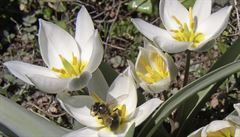 Botanické tulipány rozkvétají u v beznu