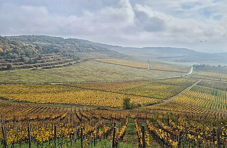 Tokaj | na serveru Lidovky.cz | aktuální zprávy Tokaj | na serveru Lidovky.cz | aktuální zprávy