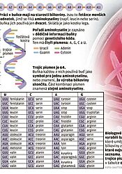 Vědci vytvořili E. T. bakterie. Lidstvu se tak otevírá naděje na nové léky Vědci vytvořili E. T. bakterie. | na serveru Lidovky.cz | aktuální zprávy