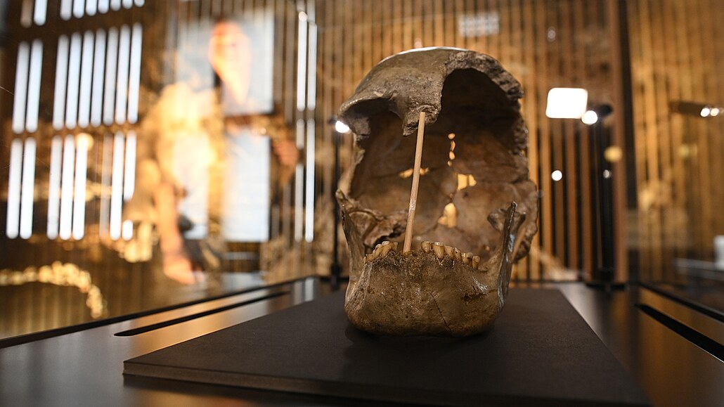 Národní muzeum pedstavilo v Praze fosilní lebku eny, která ila v dob ped...