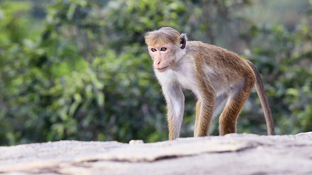 Z dínské zoo utekl makak.