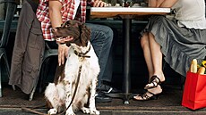 Pes v restauraci (ilustraní foto)
