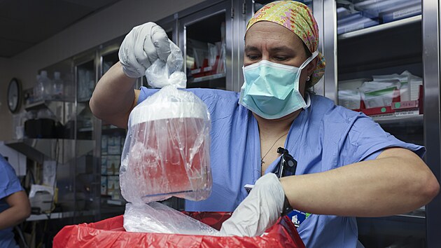 Sestra Melissa Mattola-Kiatosová vyjímá praseí ledvinu z nádoby a pipravuje...