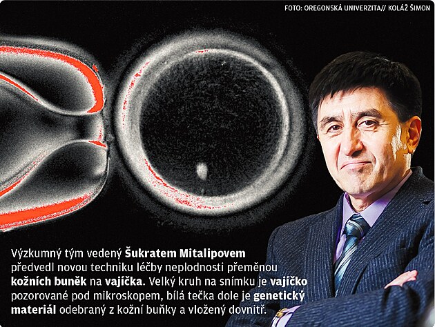 Grafika - neplodnost.