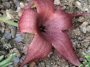 Stapelia grandiflora