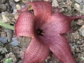 Stapelia grandiflora