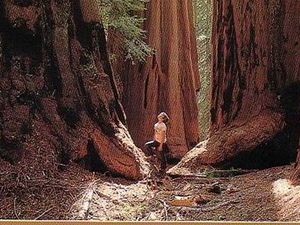 Bene - Sequoia National Park1