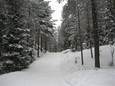 Norsko - lesn cesta
