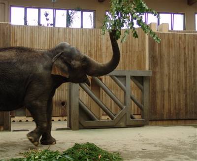 Jula - Ostravsk Zoo - krmen slon 2