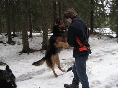 Norsko Marek a psi v akci 4
