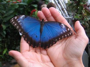 Morpho