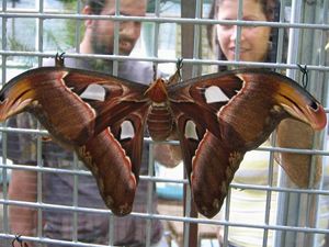 Attacus atlas na lhniti