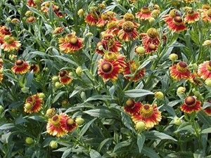 Helenium margot