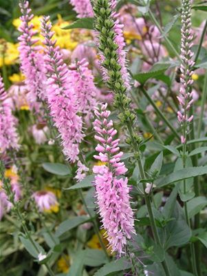 Veronica longifolia Pink Damask