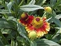 Helenium margot