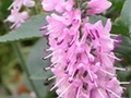 Veronica longifolia Pink Damask