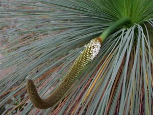 Xanthorrhoea johnsonii kvetouc