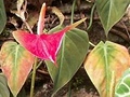 Botanická zahrada - orchideje 2