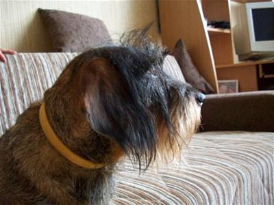 Himmelová - Dasty 2