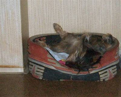 Himmelová - Dasty 3