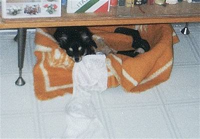 Novotná - Beník v pelechu s kořistí