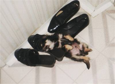 Novotná - štěník Beník usnul v botě