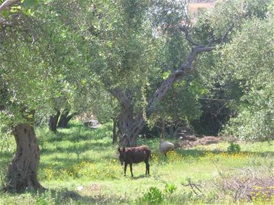 Kocourová - Albánie III - 4