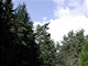 wood forrest lesy wood forrest lesy