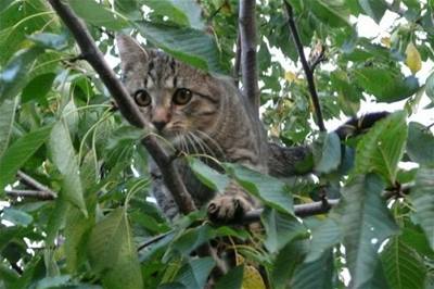 Bubu - Mouenn na strom