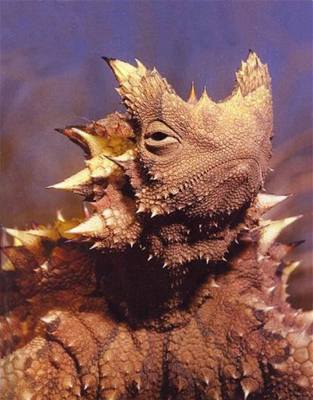 vehla - Austrlie - Moloch horridus 2