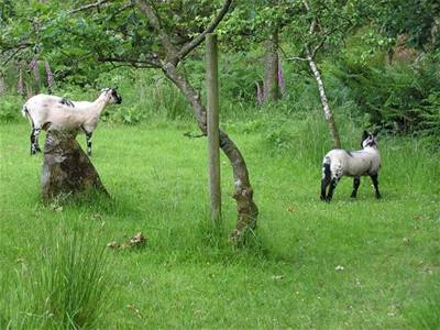 Hostomská - Wales 3