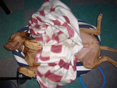 Kolaříková - Ešus hajá