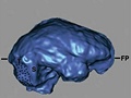 3D zobrazení mozku zleva dvou mikrokefalik a vpravo mozku LB1 z Flores
