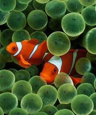 vehla - Austrlie - clownfish 2