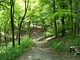 forrest les forrest les