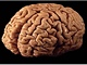 brain mozek brain mozek