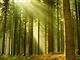 forest les forest les