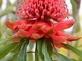 Waratah 1