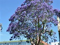 Zrovna kvetou jacarandy