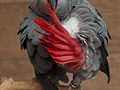 Papouek edý  ako (Psittacus erithacus)