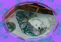 3 - Scotty, west highland white terrier, zaátek 7. týdne